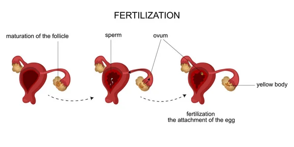 Kvinnliga reproduktionsorgan. Menstruationscykeln. — Stock vektor