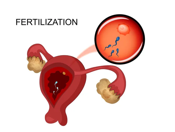 The female reproductive organs. sperm — Stock Vector