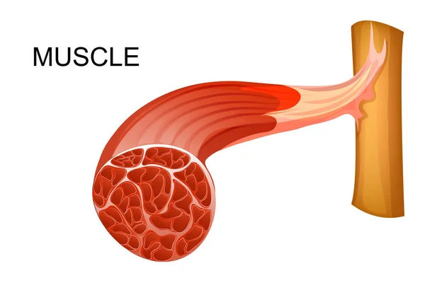 Illustration anatomique des fibres musculaires pour revues médicales — Image vectorielle