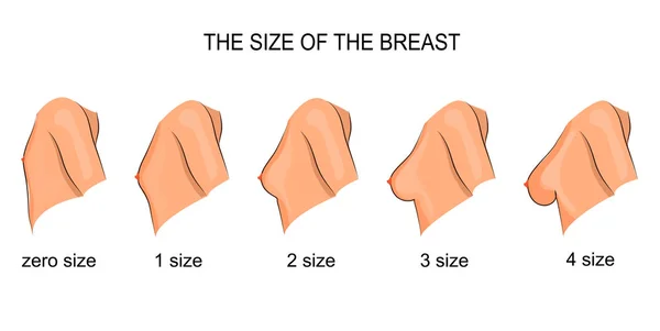 女性胸围的大小。乳腺 — 图库矢量图片