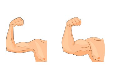 kas büyüme. Spor ve beslenme