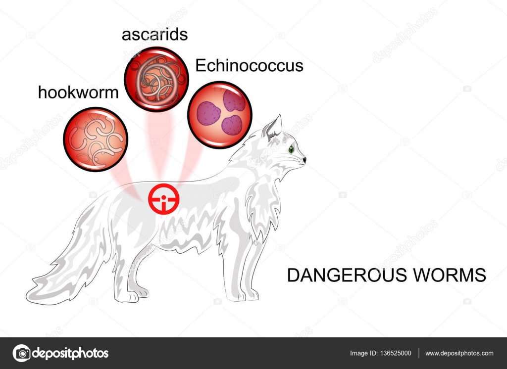 Etiologia infecției cu helminthicus. Infecții helminthicus
