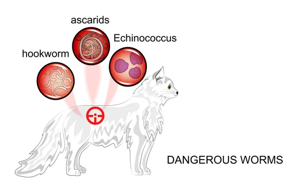 Infection par des helminthes d'animaux domestiques — Image vectorielle