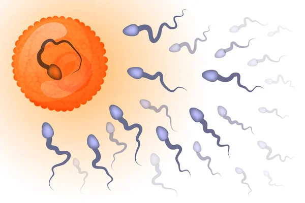 Fertilización de un óvulo por un esperma — Vector de stock