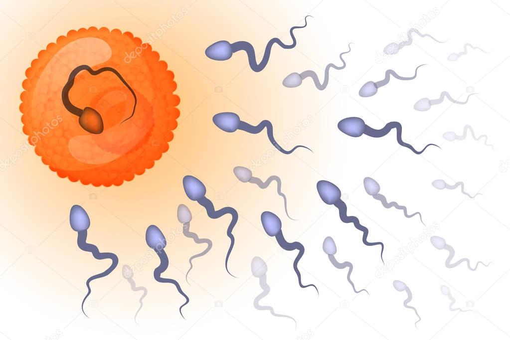 fertilization of an egg by a sperm