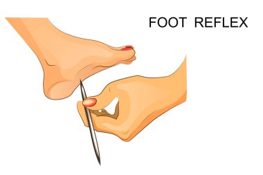 reflexes of the foot. neuroscience clipart