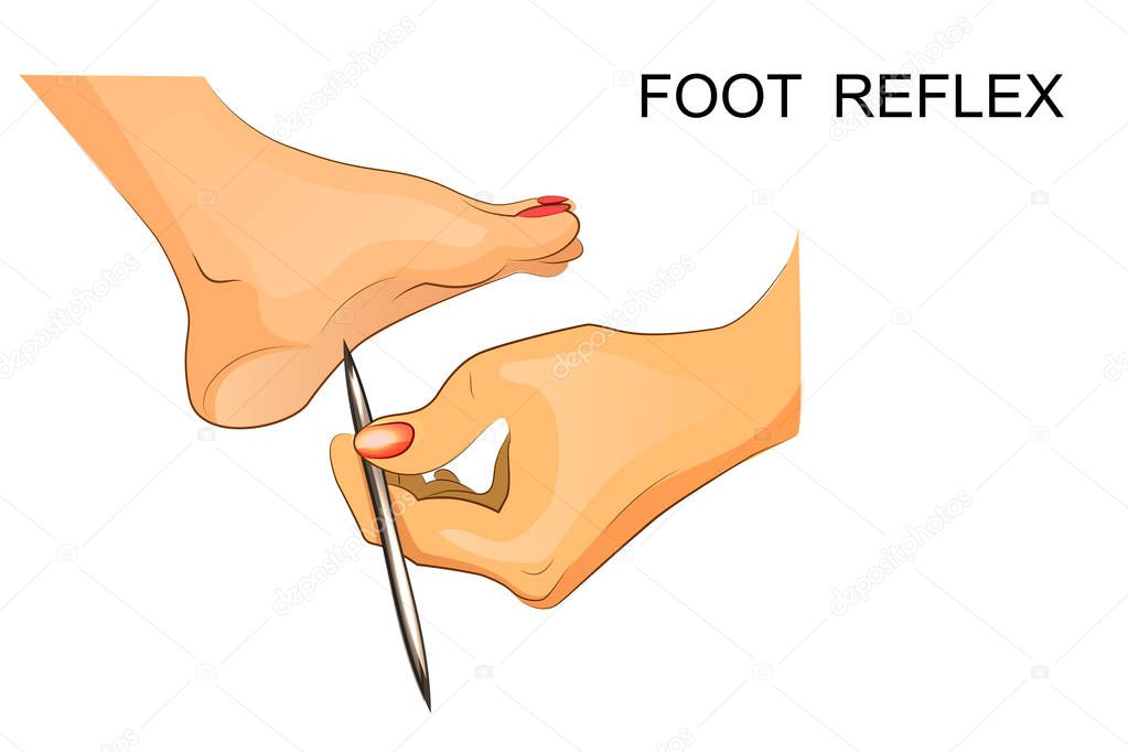 reflexes of the foot. neuroscience