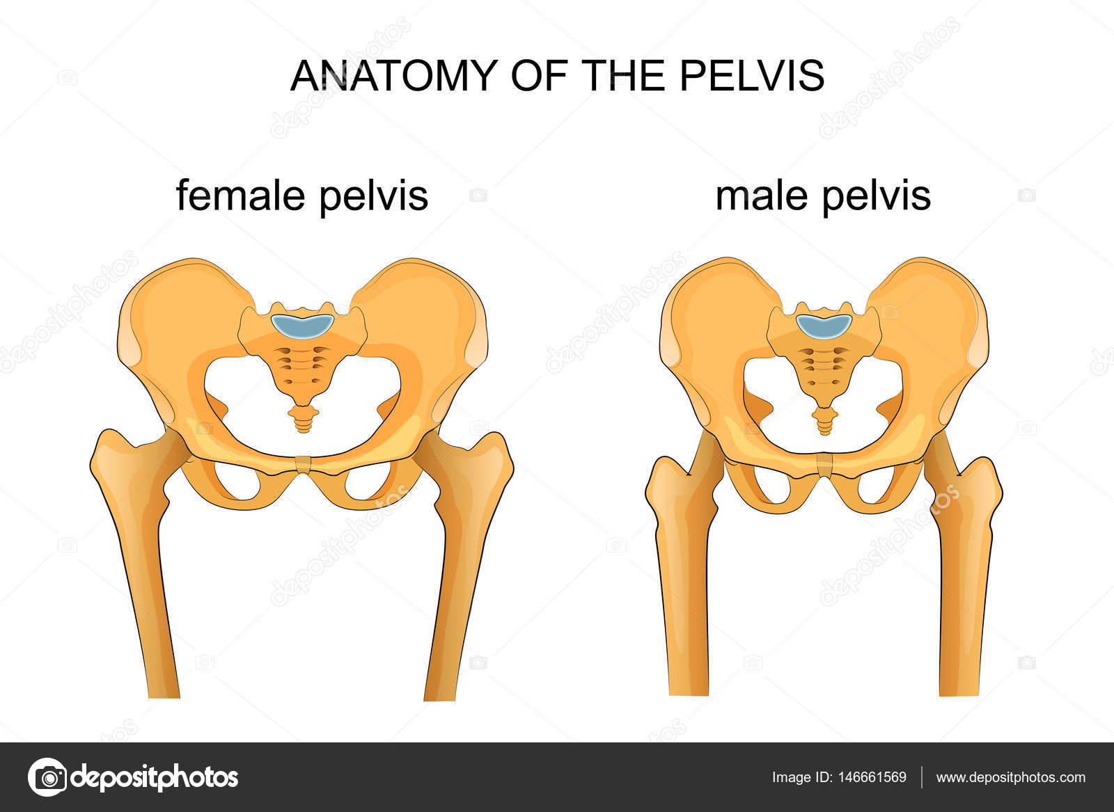 Comparison Of The Skeleton Of The Male And Female Pelvis Stock Vector