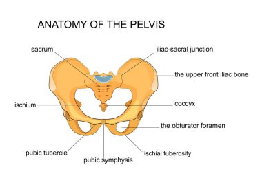 anatomy of the pelvis clipart