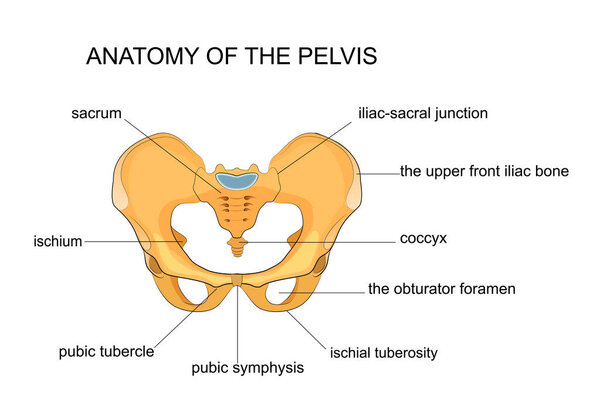 anatomy of the pelvis