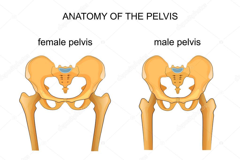 Comparison of the skeleton of the male and female pelvis — Stock Vector