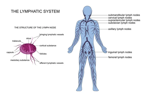 Anatomie van het lymfestelsel — Stockvector