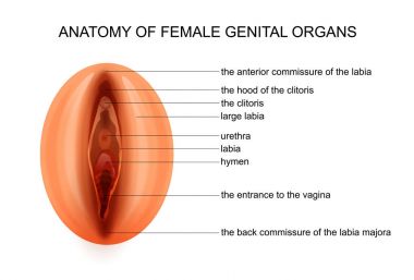 kadın cinsel organlar anatomisi