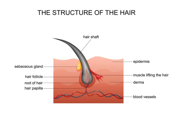 Anatomía del cabello — Vector de stock