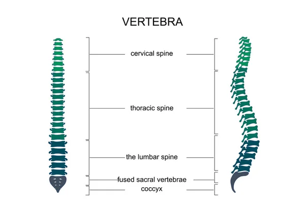 Anatomia della colonna vertebrale — Vettoriale Stock