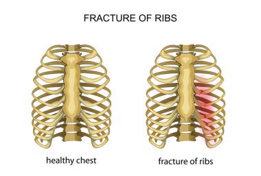 anatomy of the thorax clipart