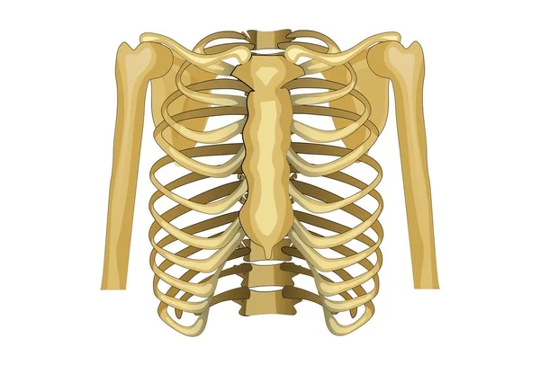 Pecho, parte superior del cuerpo . — Archivo Imágenes Vectoriales