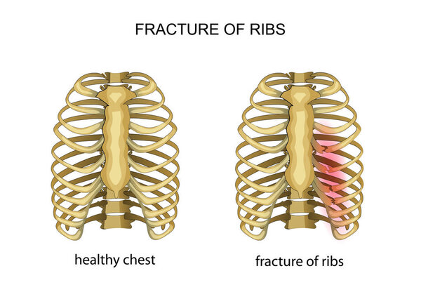 anatomy of the thorax