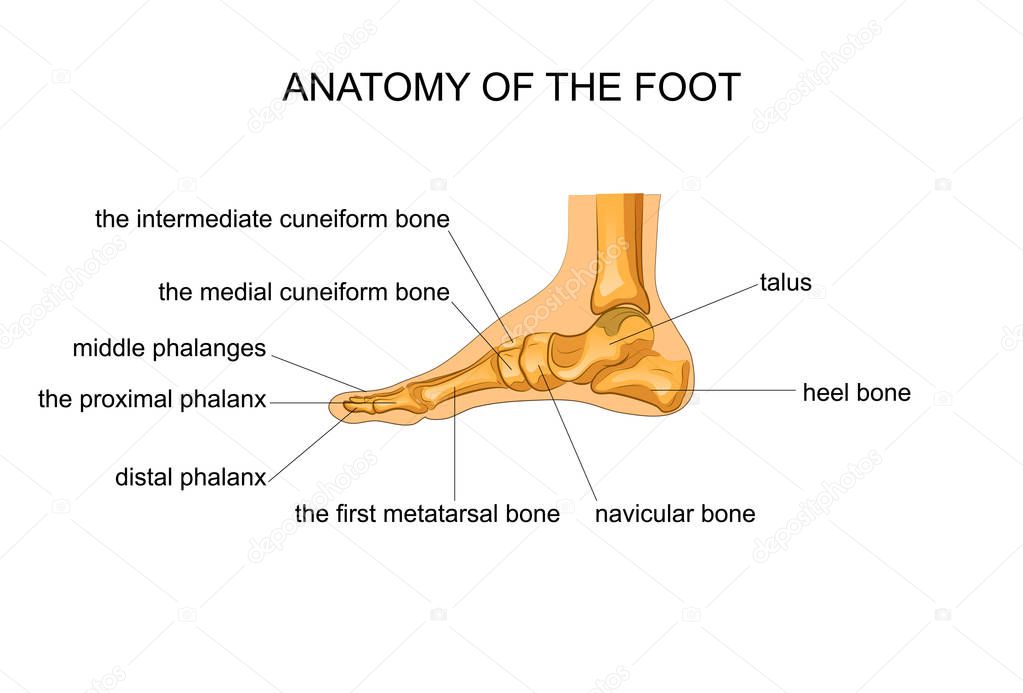 Anatomy of a skeleton foot — Stock Vector © Artemida-psy #152583766