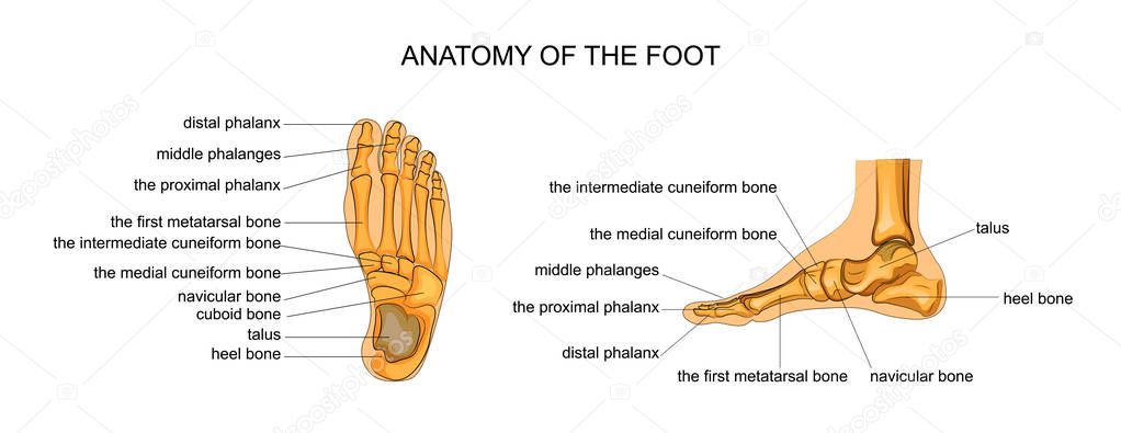 anatomy of a skeleton foot