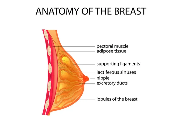 Anatomie van de borst — Stockvector