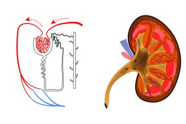 the kidney and nephron clipart