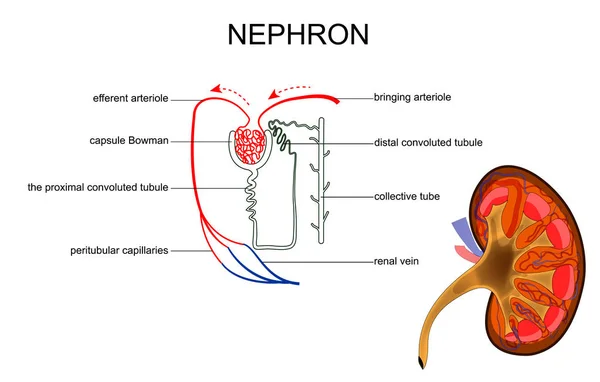 La estructura del riñón y la nefrona — Vector de stock