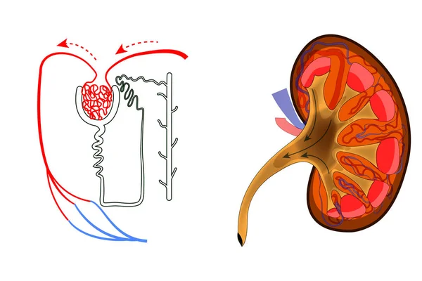 The kidney and nephron — Stock Vector