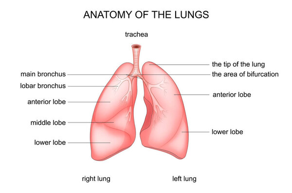 анатомия легких
