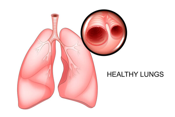 Здоровье легко. чистые бронхи
