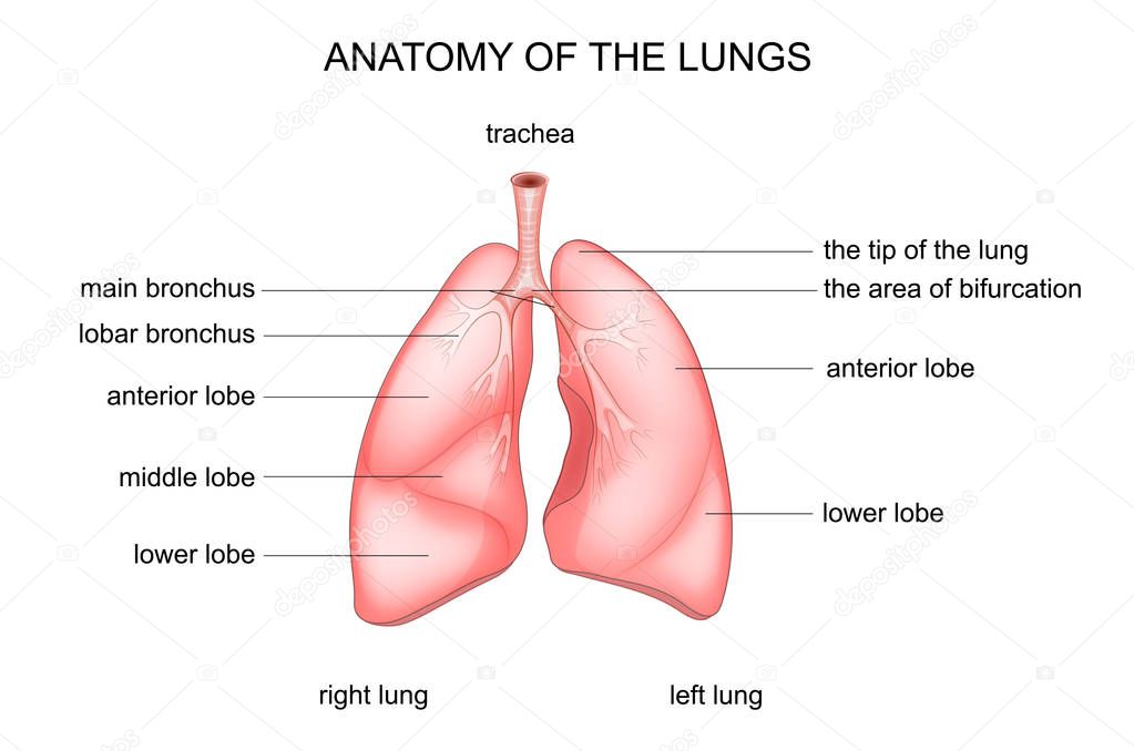 anatomy of the lungs