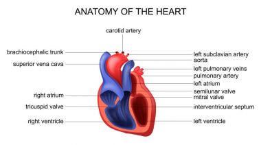 kalp anatomisi