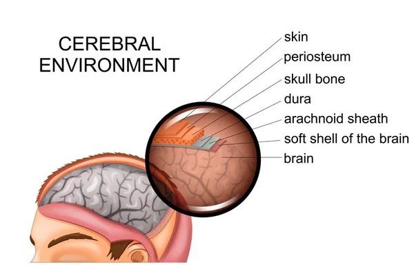 La anatomía de las meninges — Archivo Imágenes Vectoriales