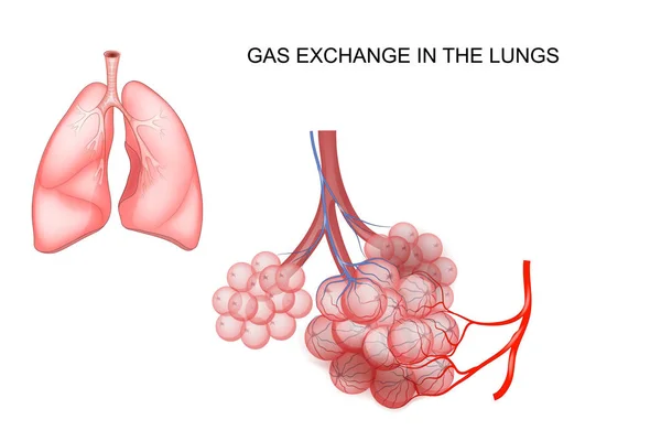Gas exchange in the lungs — Stock Vector