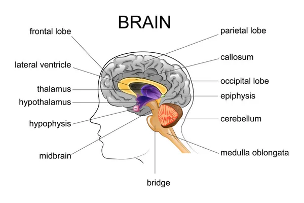 Anatomy of the human brain — Stock Vector