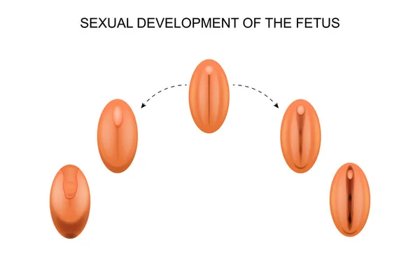 Desenvolvimento sexual do feto —  Vetores de Stock