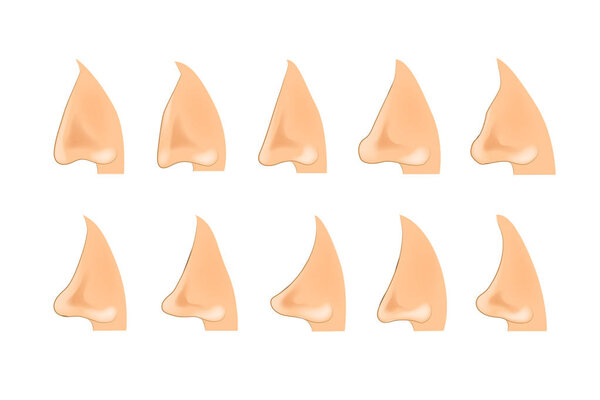 the shape of the nose