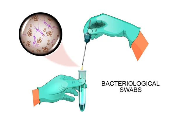 細菌の綿棒。微生物学 — ストックベクタ
