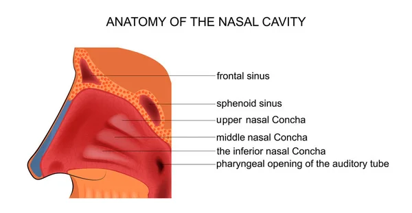 Anatomi av näshålan — Stock vektor