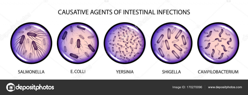 возбудители кровяных инфекций микробиология. возбудители бактериальных инфекций микробиология. Francisella tularensis таксономия. возбудители бактериальных инфекций микробиология. возбудители кишечных инфекций микробиология.