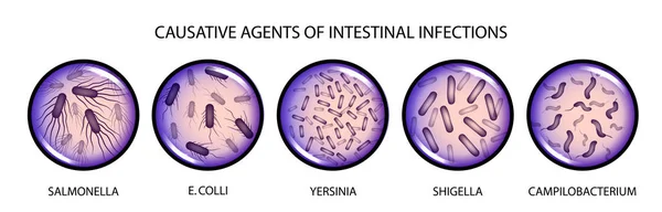 Les agents responsables des infections intestinales — Image vectorielle