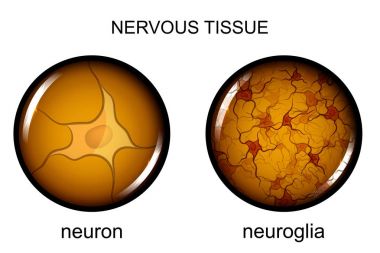 sinir doku. nöron ve neuroglia