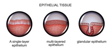 epithelial tissue. types of epithelium. clipart