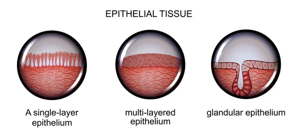 Epithelial tissue. types of epithelium. — Stock Vector