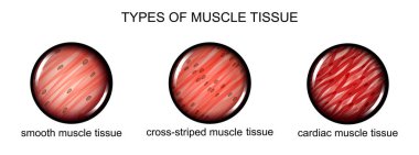 types of muscle tissue clipart