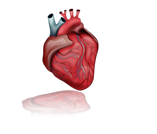 Människohjärtats anatomi — Stock vektor