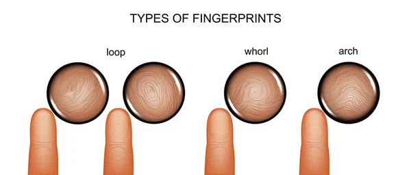 Types of fingerprints — Stock Vector