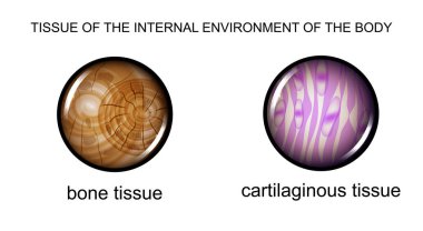 tissue of the internal environment clipart