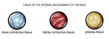 tissue of the internal environment of the body clipart