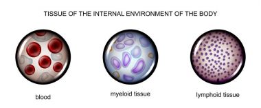 tissues of the internal environment: blood, lymph, tissue myelin clipart
